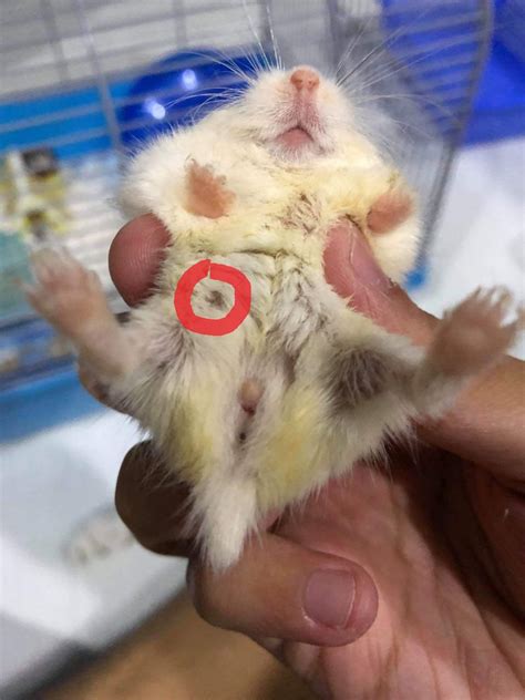 hamster penis|How to Tell a Male Hamster From a Female